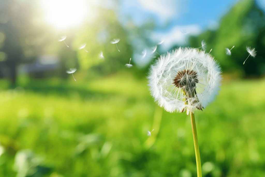 Importance Of Dandelion For Cancer Patients