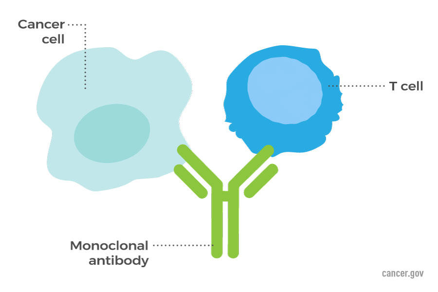 Monoclonal Antibodies and Their Side Effects