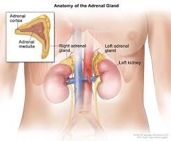 Statistics Of Adrenal Gland Tumor