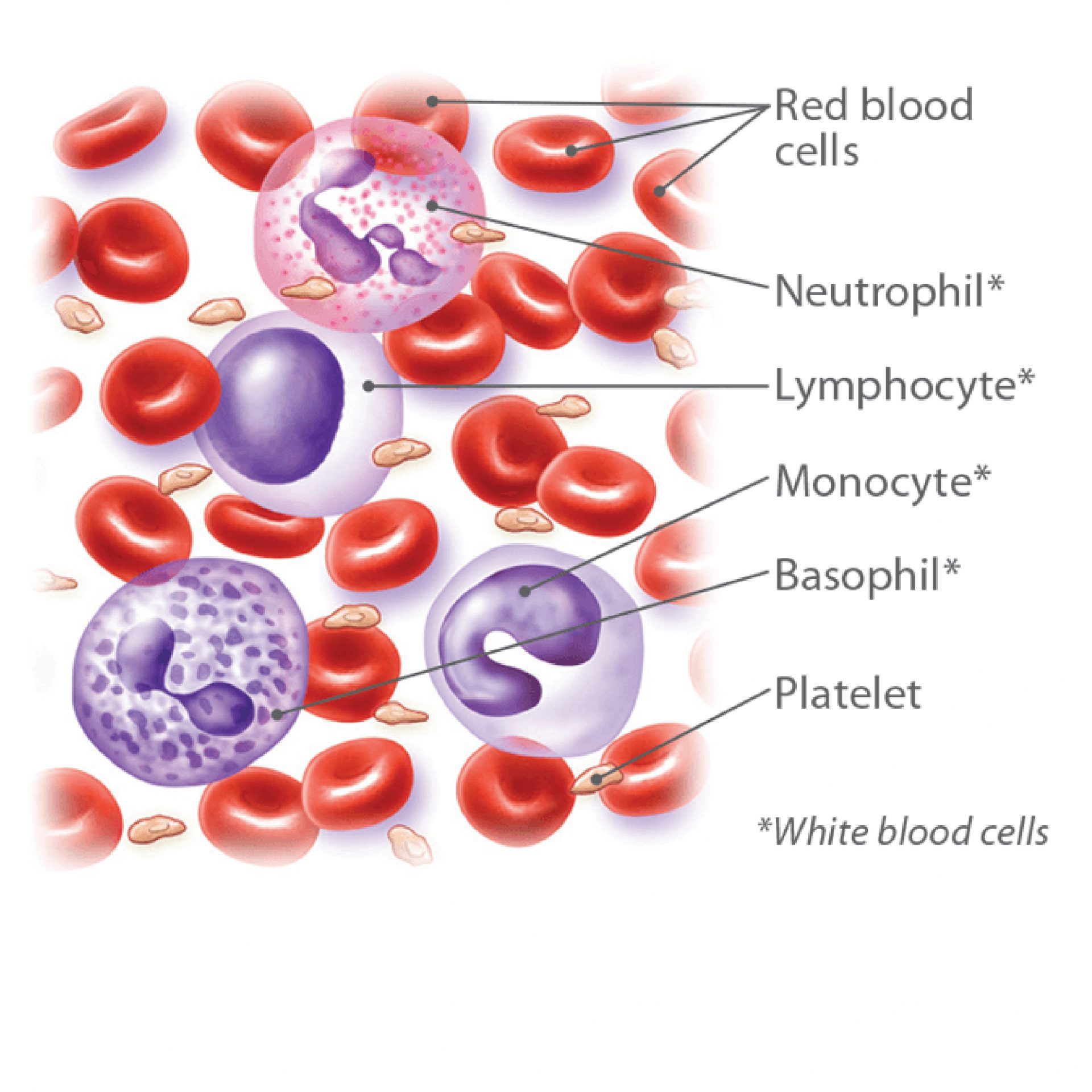 Last Stage Of Blood Cancer