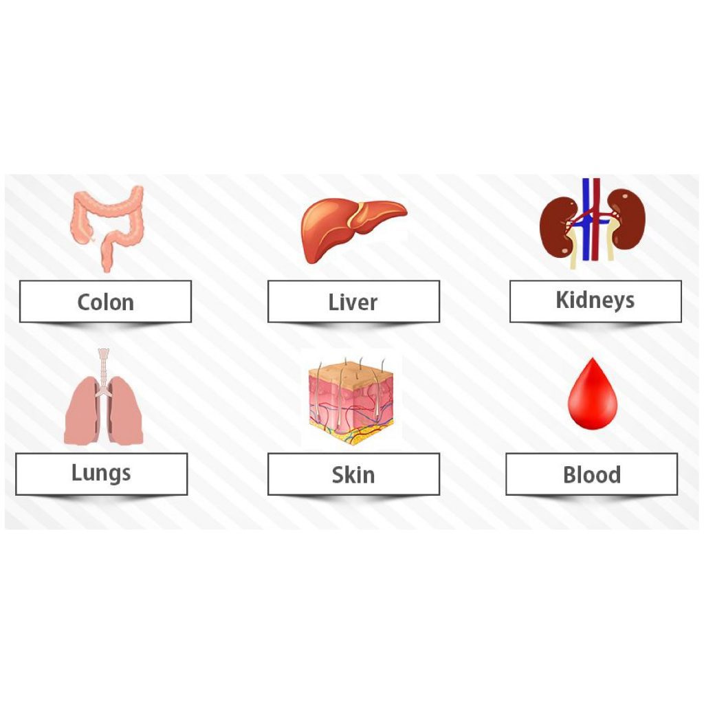 what-is-the-relationship-between-toxins-detoxification-and-cancer