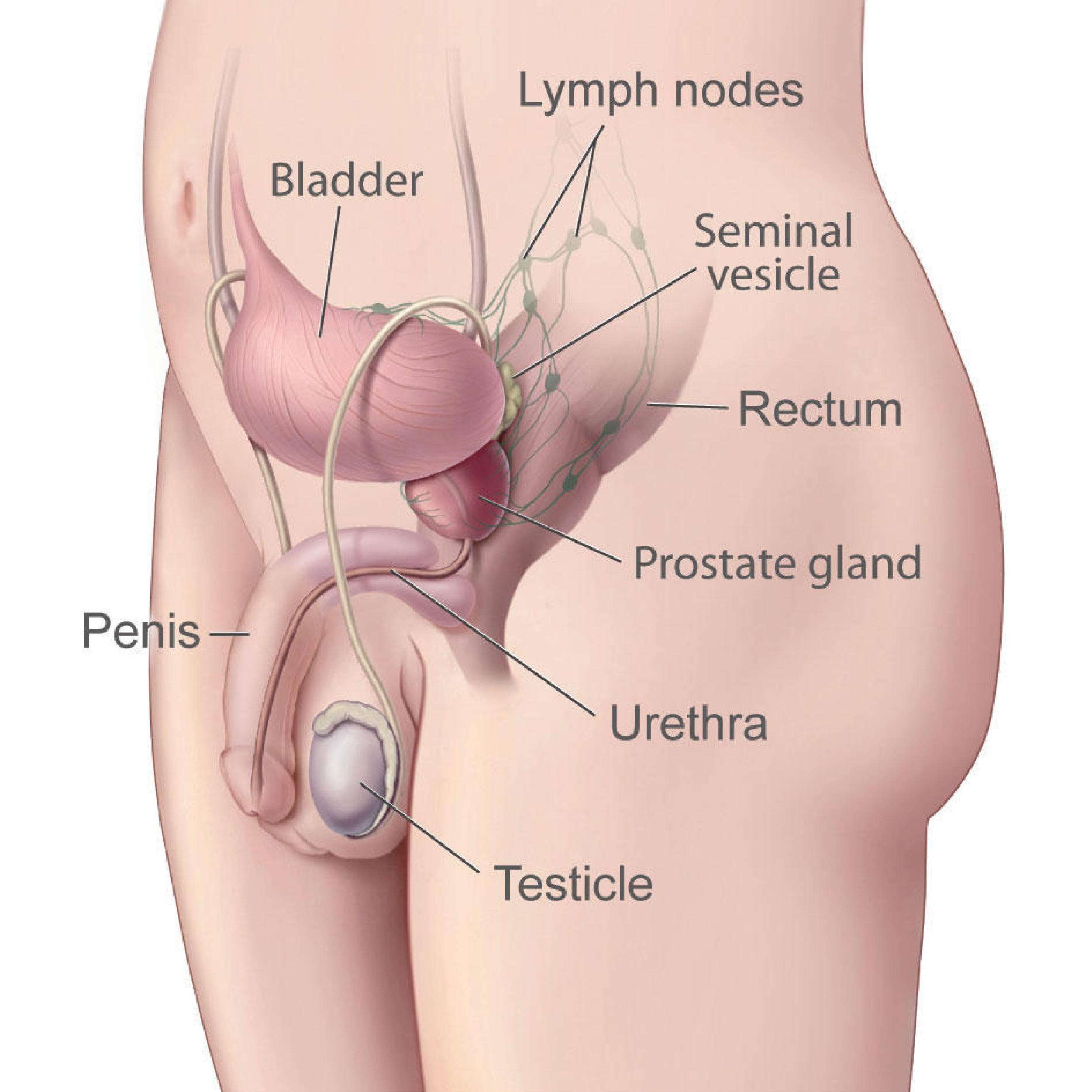 Оргазм Простата