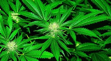 Medical Cannabis and Cannabinoids